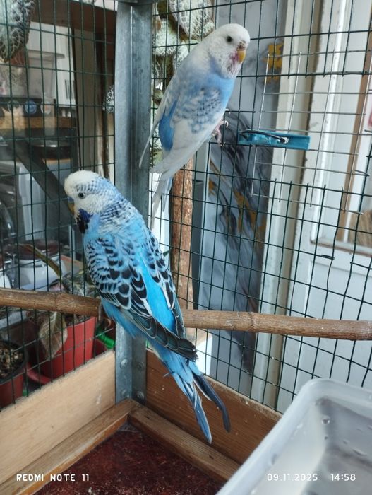 Продаю волнистых папугай.