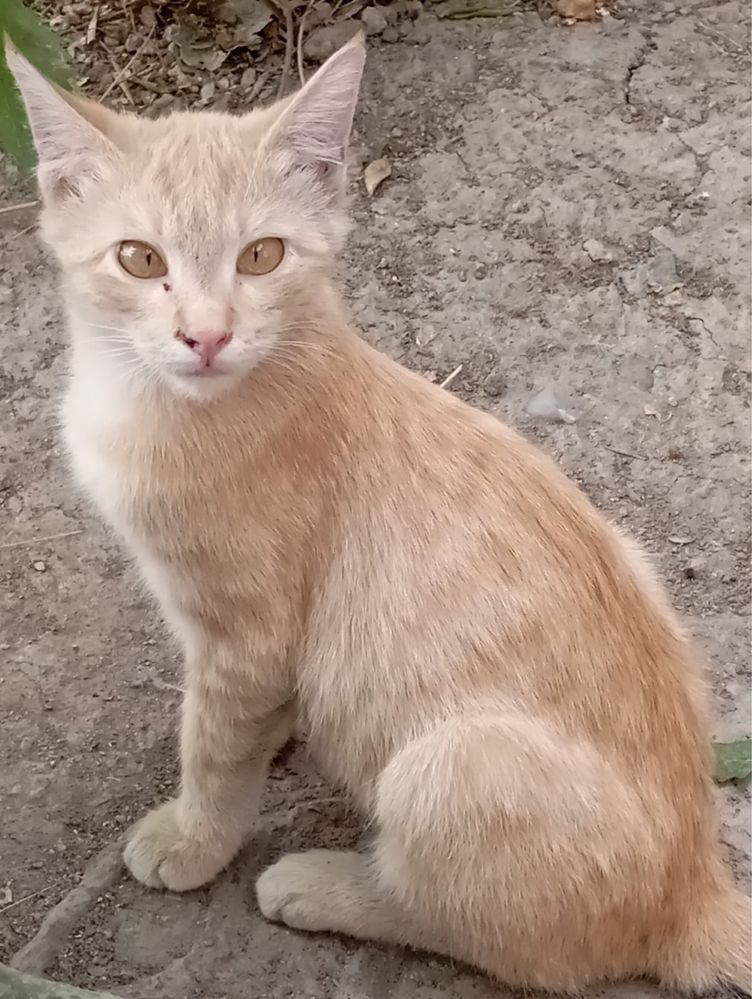 котенок в добрые руки
