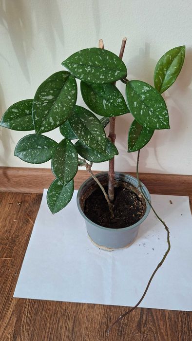 hoya carnosa,lacrima maicii domnului, floare de ceara