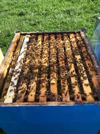 Familii de albine pregatite pentru cules si roi pe 5 rame dupa 1 Iunie