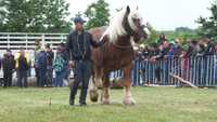 Armăsar de monta zona Botoșani și Suceava