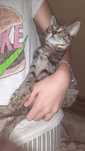 Котята в добрые ручки