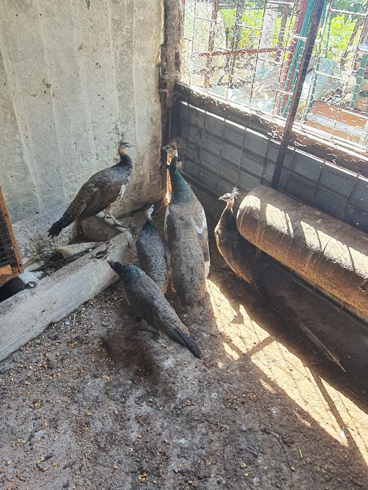 Vând pui de păun comun