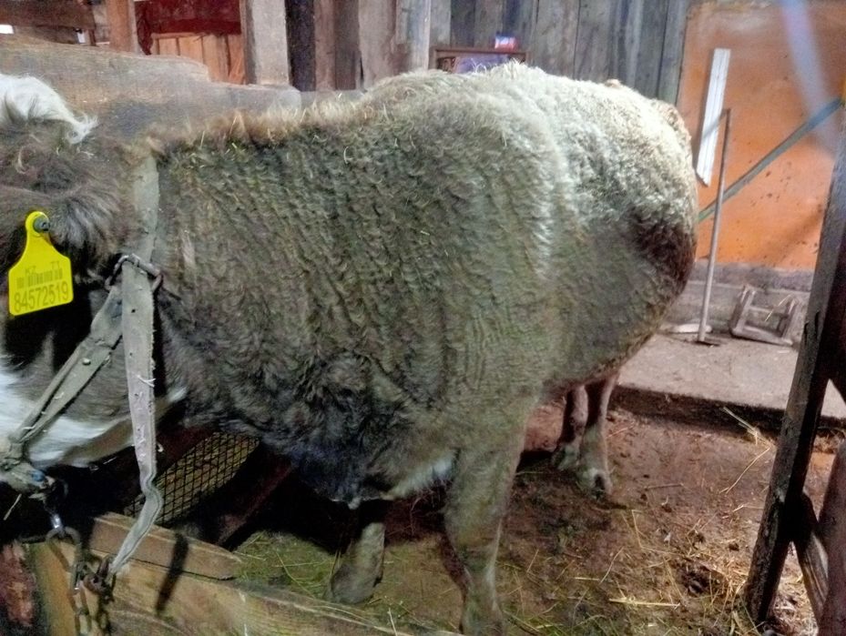 Продам стельную телку возраст 1,5год, торг будет