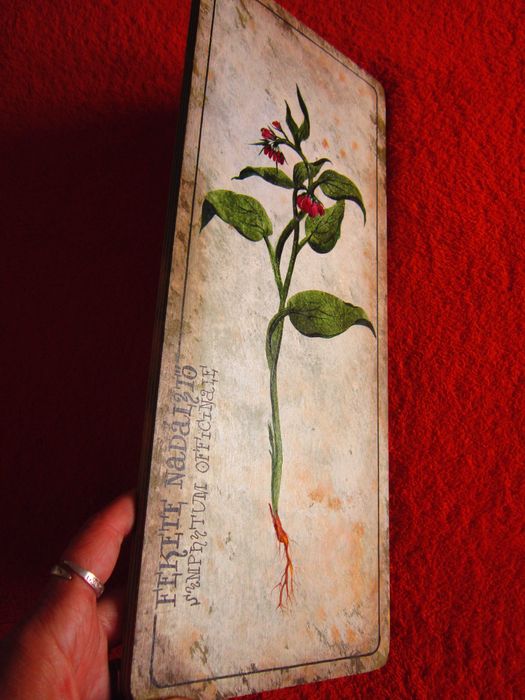 cadou deosebit botanic superb Symphytum officinale - Tataneasa
