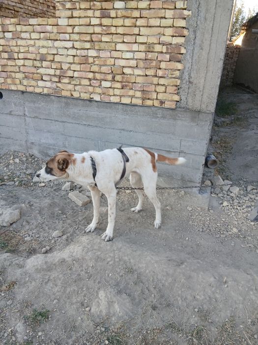 Alabay kuchuk sotiladi