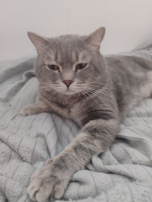 Короткошерсткий британец