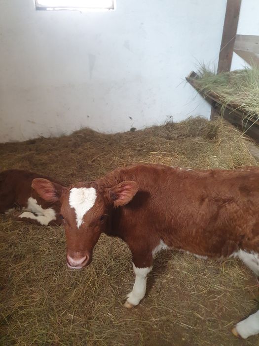 Продам телят, бычков