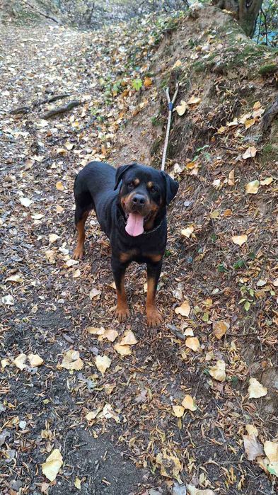 Продавам ротвайлери