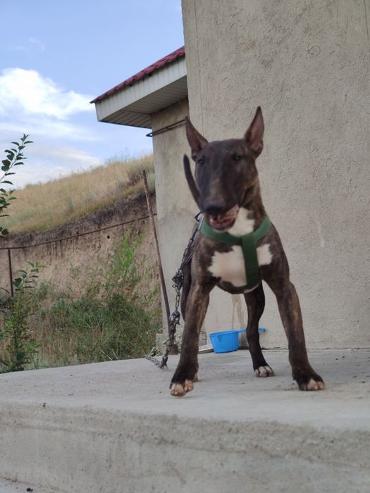 Продам бультерьера с документами.  Кобель 3 года, тигрового окраса.