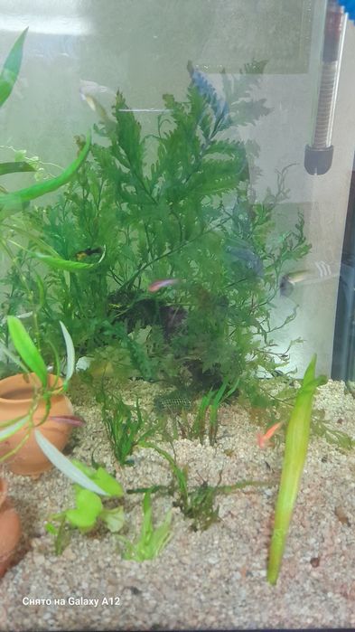 Аквариум отлари сотилади