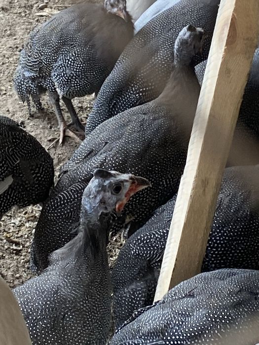 Цесарка 6 айлык багасын келысемыз