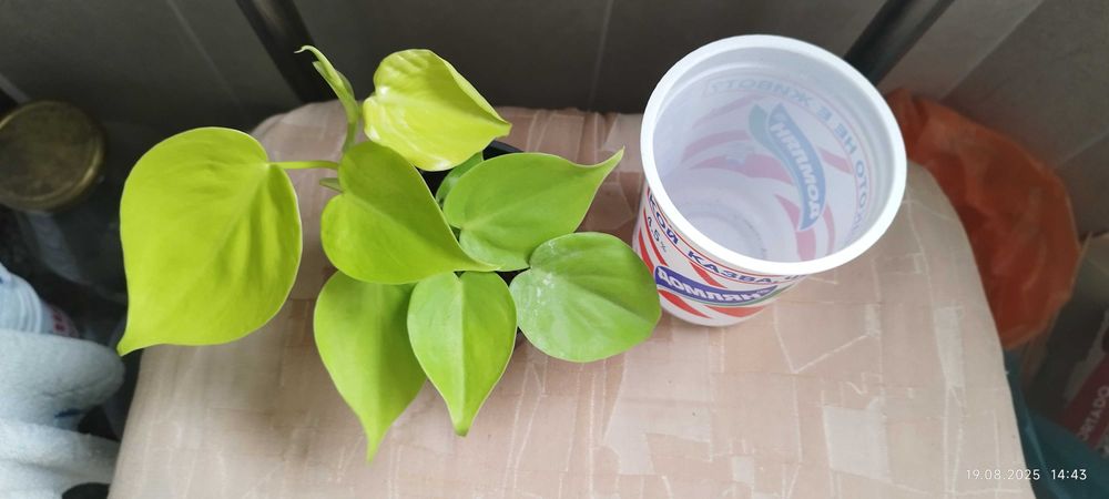 Филодендрон (Philodendron) / Сингониум (Syngonium)