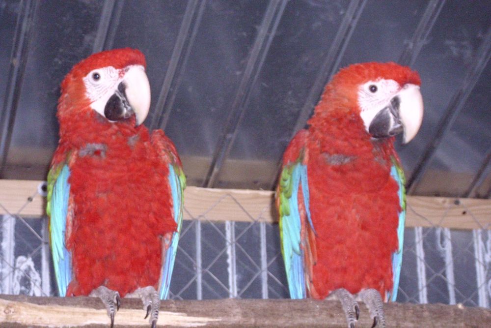 papagali mai multe feluri