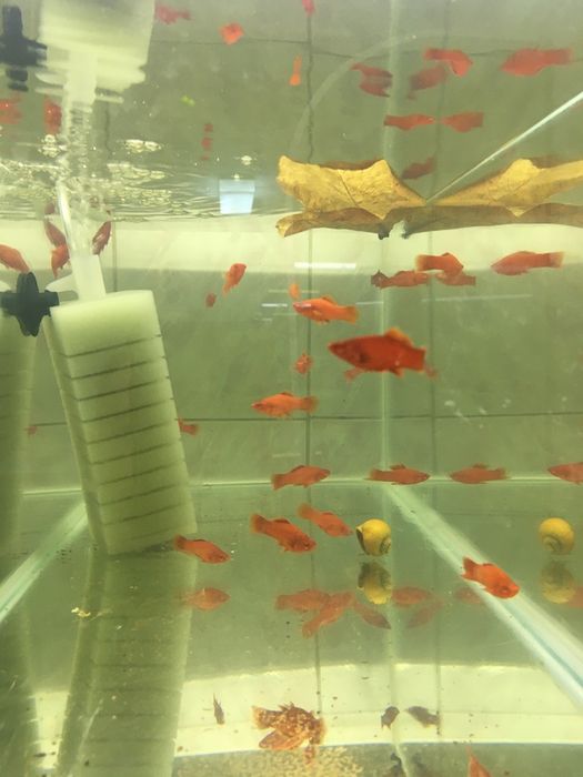 Xipho rosii cu ochii rosii