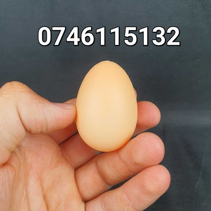 Ou FALS pt Gaini Puicute Pasari- Oua FALSE din plastic pt cuibar comun