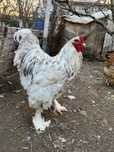 Oua Brahma de incubat