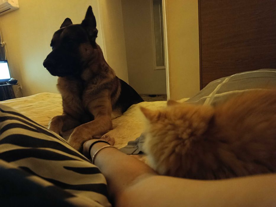 немецкая овчарка