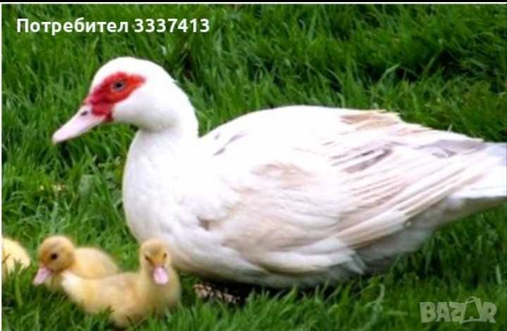 Чисто бели гъски и яйца от неми патици и кокошки