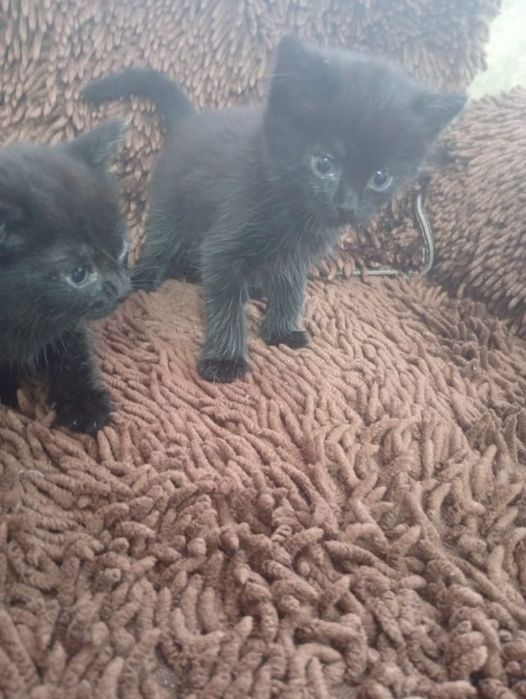 Продам котят ,мама британка