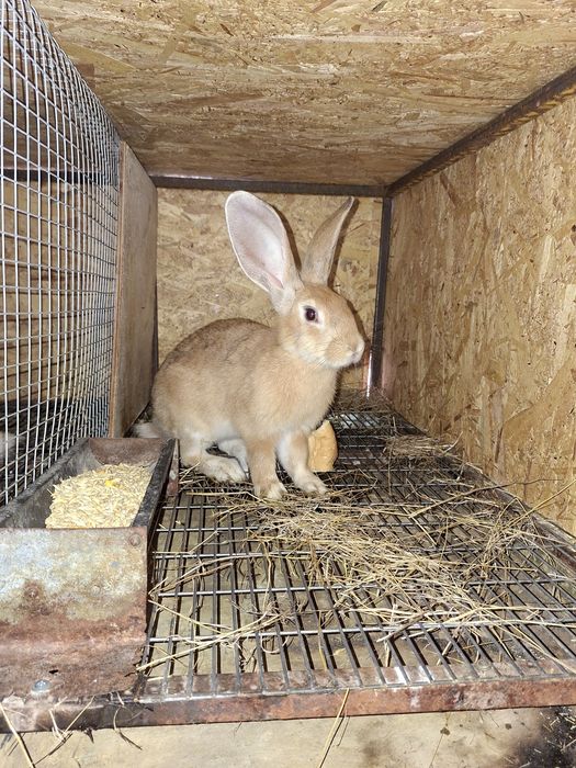 Iepuri hycole francez