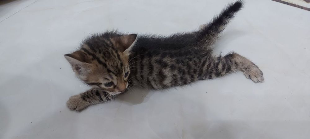 Продаем Бенгалов чистых и смешанных 1 млн ( скидка есть ) 1,5- 2 месяц