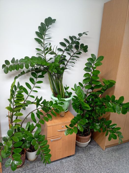 Продам замиокулькас