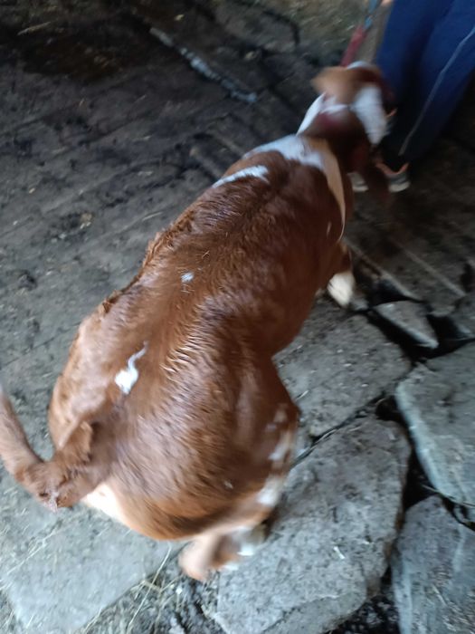 Vacă de vânzare Bălțată Românească