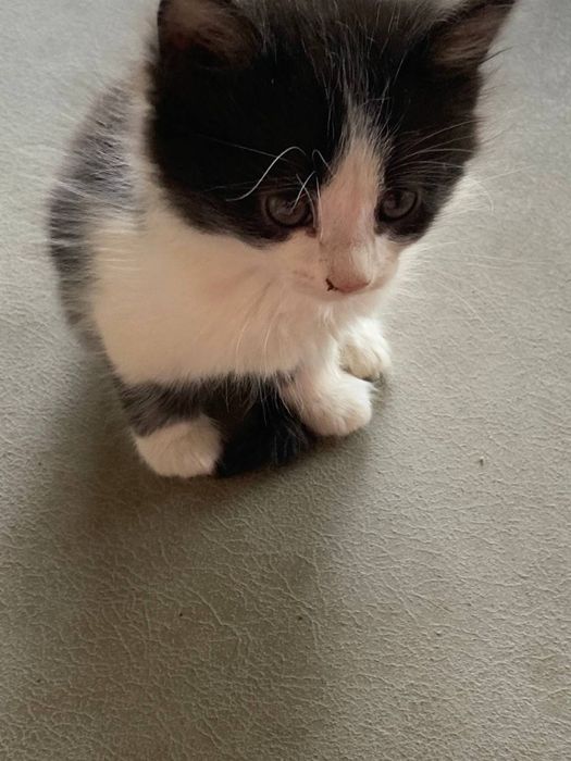 Bepul Mushuk bolalari/ Безплатный котенок