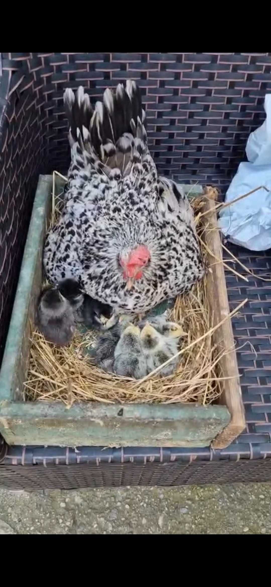 Pui gaini piticesti de portelan