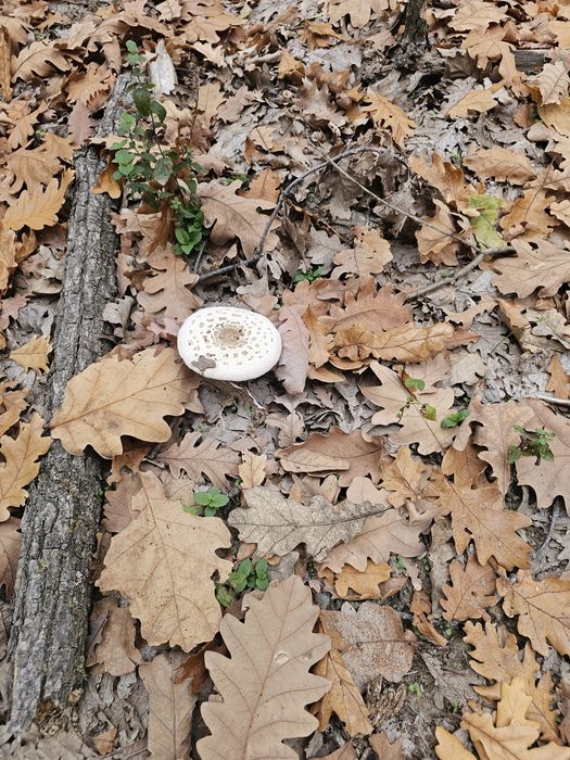 Ciuperci piciorul căprioarei