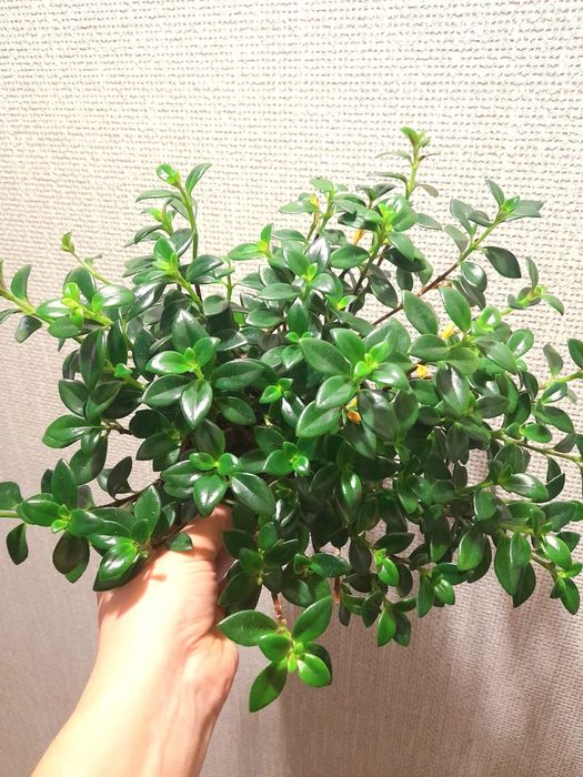 Продам Нематантус золотая рыбка