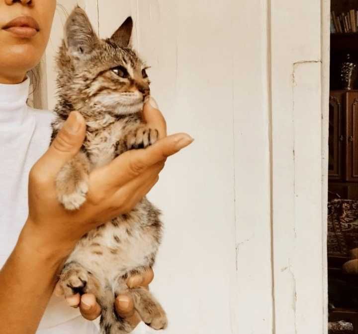 Котёнок пёстрого окраса с белыми лапками