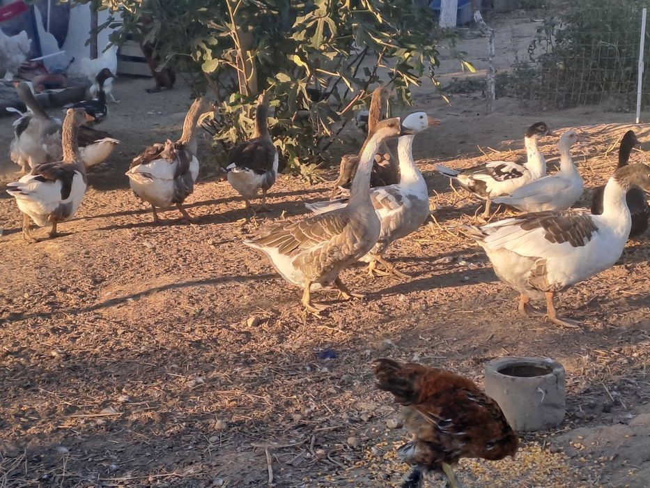 Vand/schimb gâște