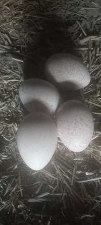Яйца ( тухум ) инкубационный курка-индюк,  цисарка, товук.