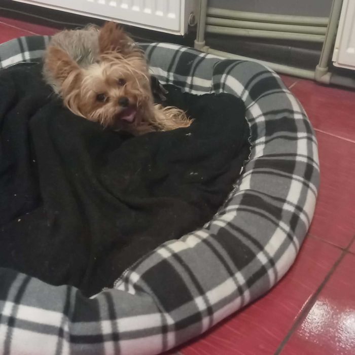 Мини Йорки.    .