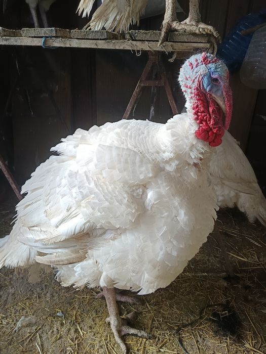 Curci de vânzare 32 lei kg