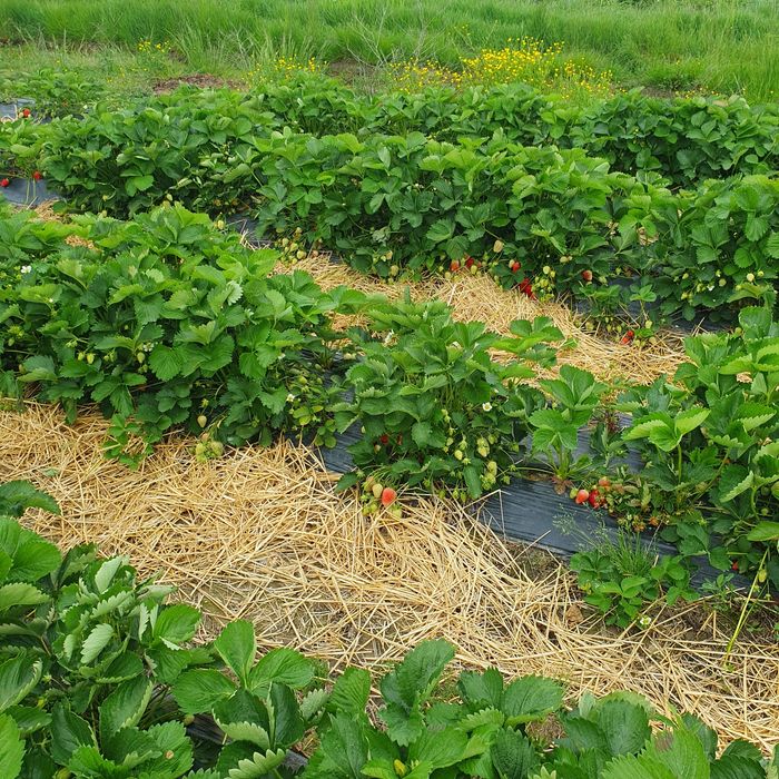 Vand stoloni de căpșuni