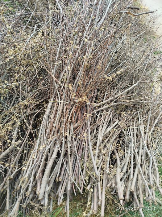 Mevali daraxtlarni shoxlari bogʻlab qoʻyilgan tayyor