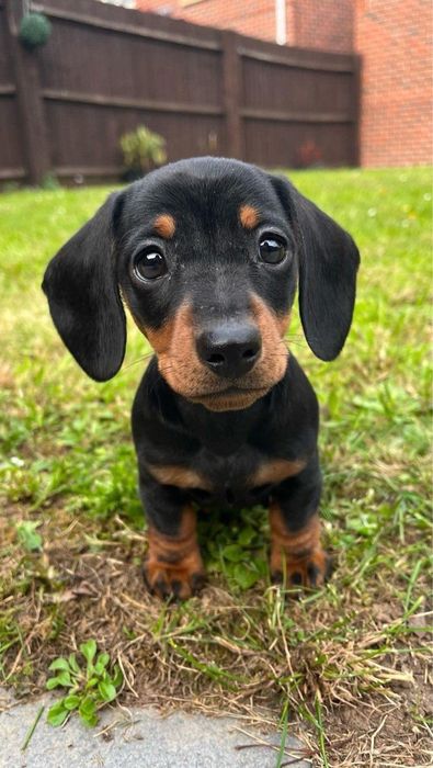 Teckel dachshund