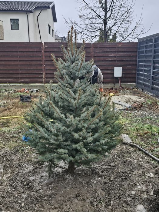 Brazi verzi si Arginti