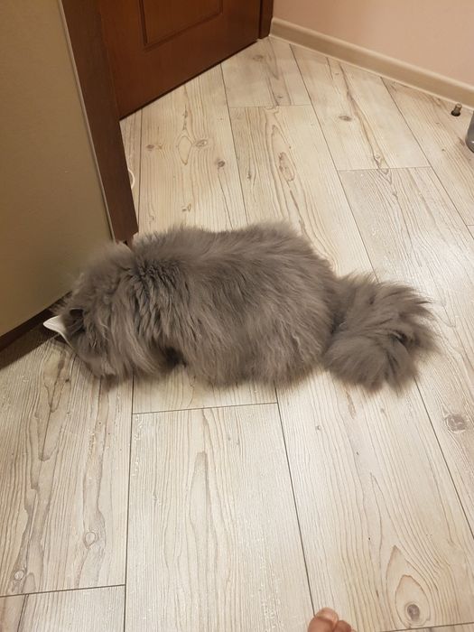 Британски дългокосмест чистокръвен