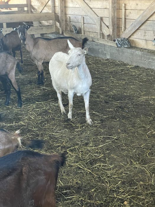 Vand capre alpina franceza