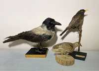 Препарирани птици - сива врана, пъдпъдък и кос