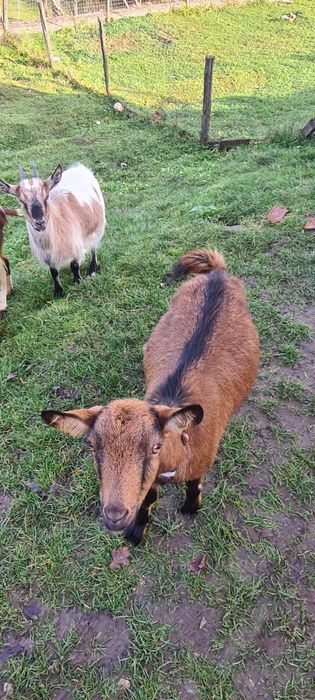 Vand 3 capre una gestanta si doua iede de anul asta.