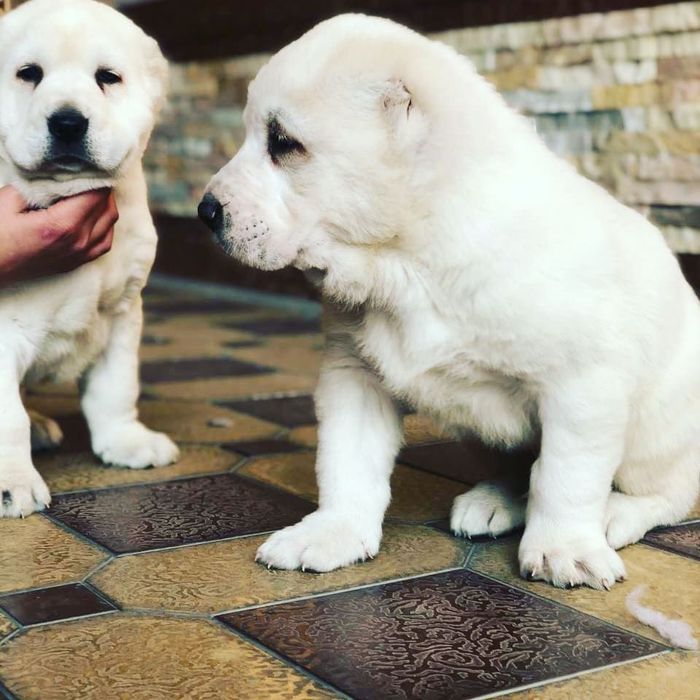 Белый медведь чисто кровный алабай