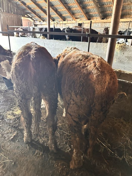 De vanzare 9 taurasi