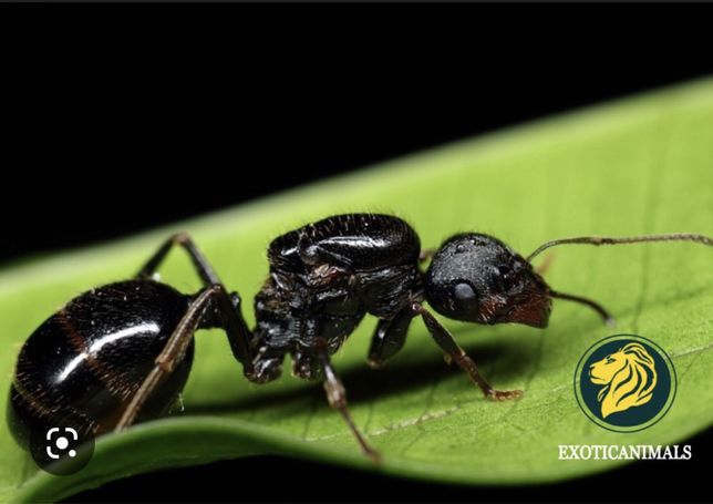 Матка муравья и расплод