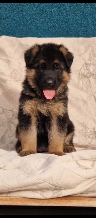 Немски овчарки с родословие