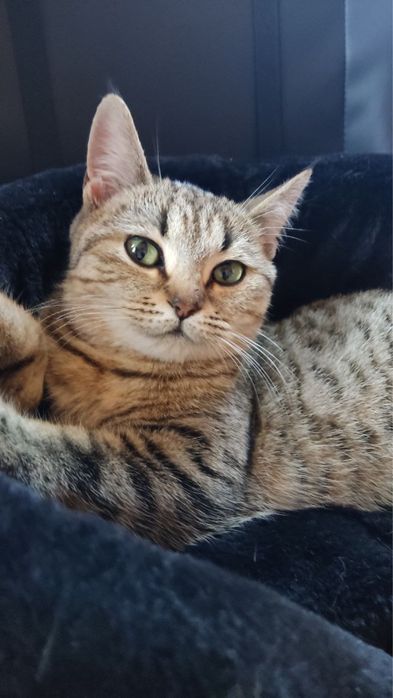 Котёнок девочка, 3 месяца